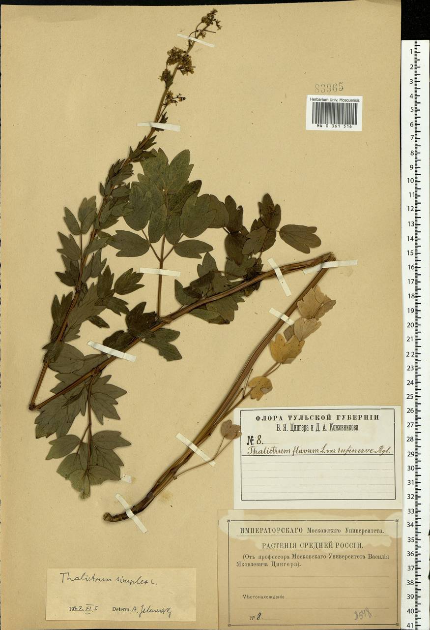 Thalictrum simplex L., Eastern Europe, Central region (E4) (Russia)