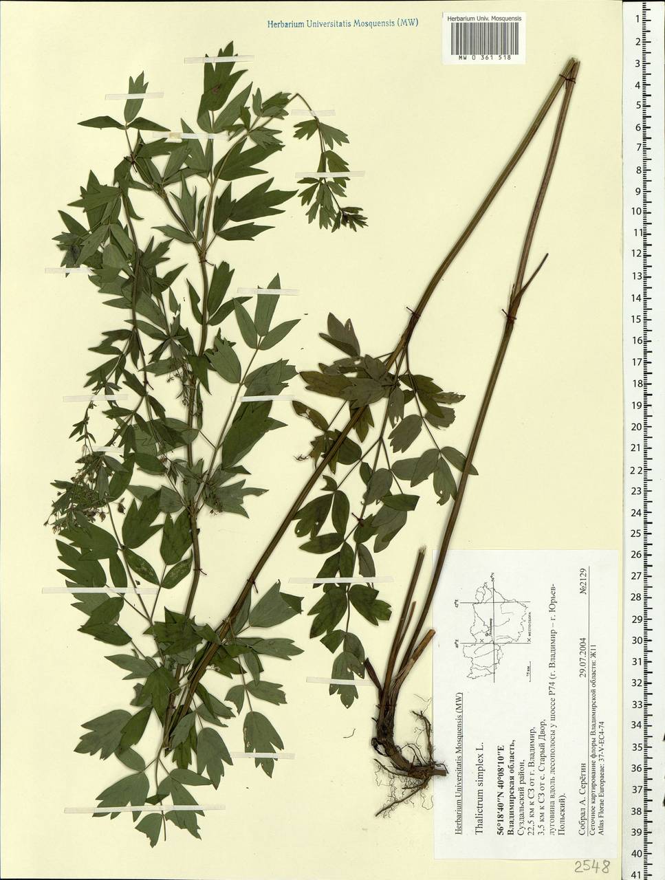 Thalictrum simplex L., Eastern Europe, Central region (E4) (Russia)