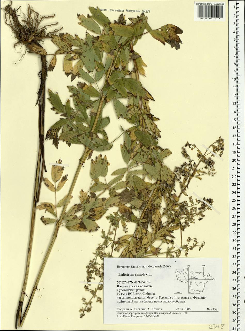 Thalictrum simplex L., Eastern Europe, Central region (E4) (Russia)