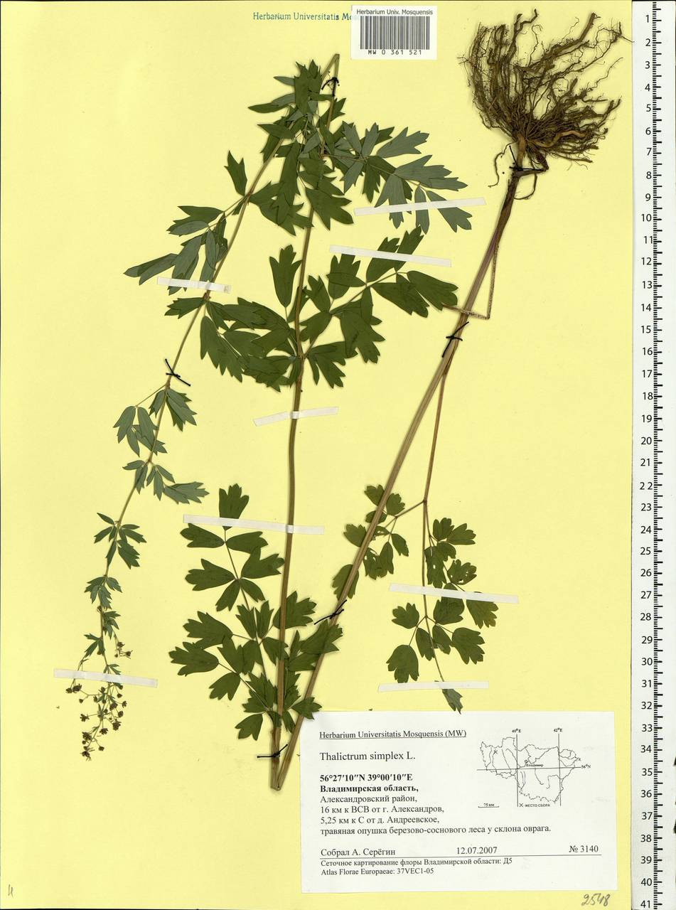 Thalictrum simplex L., Eastern Europe, Central region (E4) (Russia)