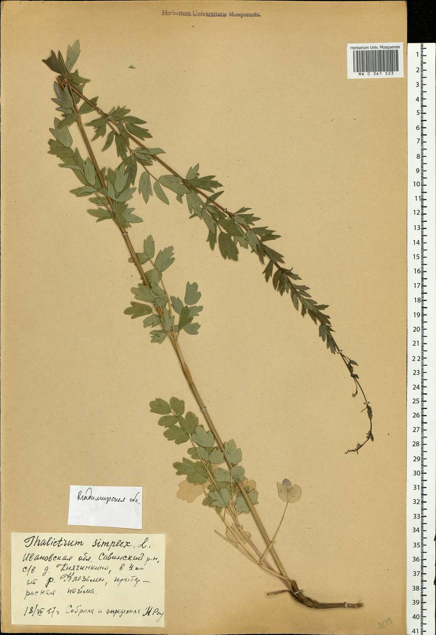 Thalictrum simplex L., Eastern Europe, Central region (E4) (Russia)