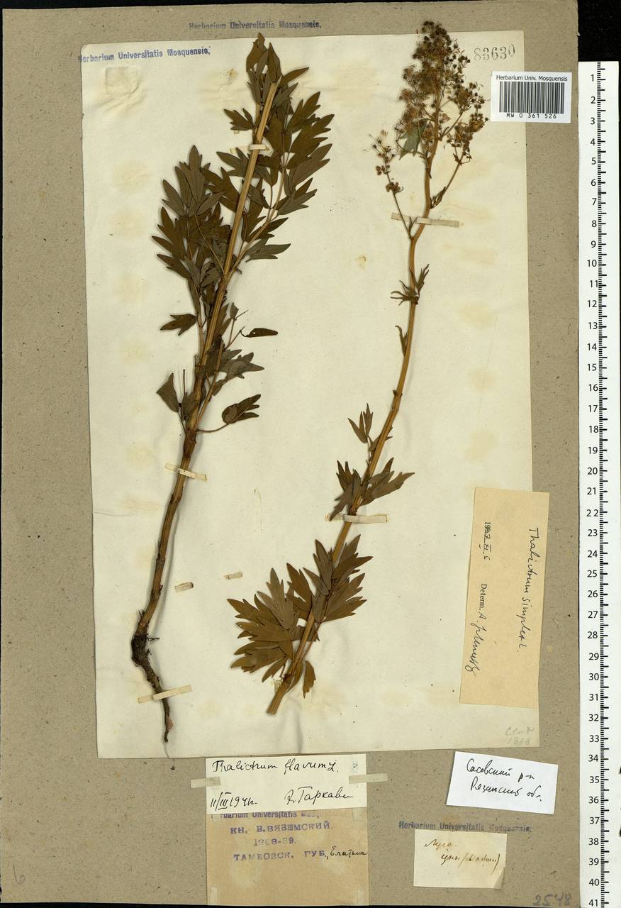 Thalictrum simplex L., Eastern Europe, Central region (E4) (Russia)
