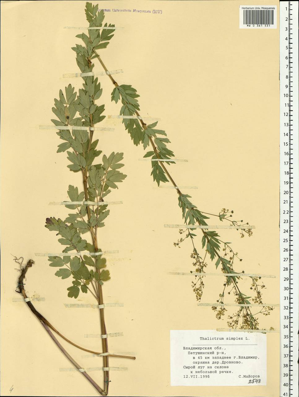 Thalictrum simplex L., Eastern Europe, Central region (E4) (Russia)