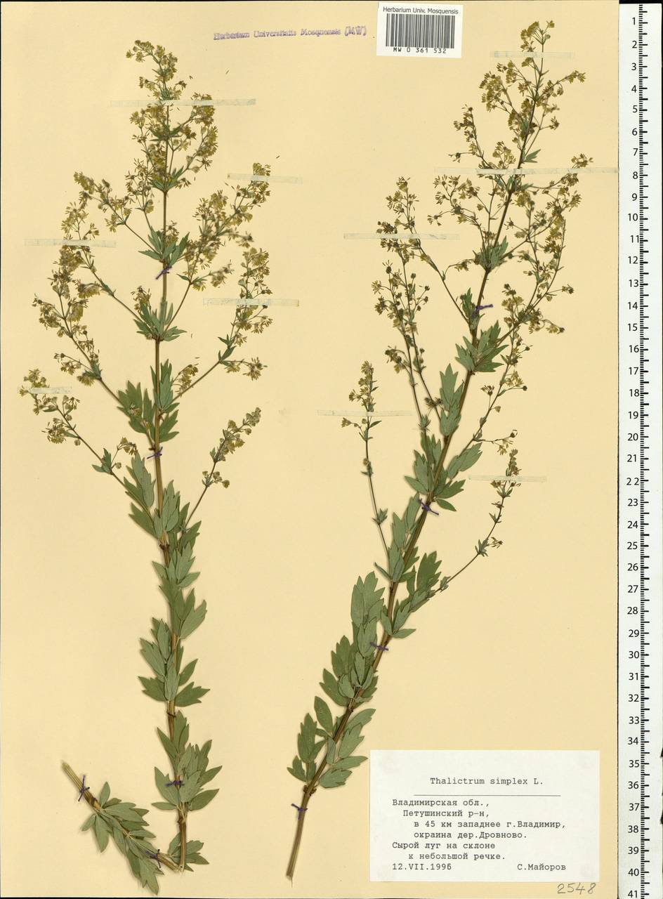 Thalictrum simplex L., Eastern Europe, Central region (E4) (Russia)