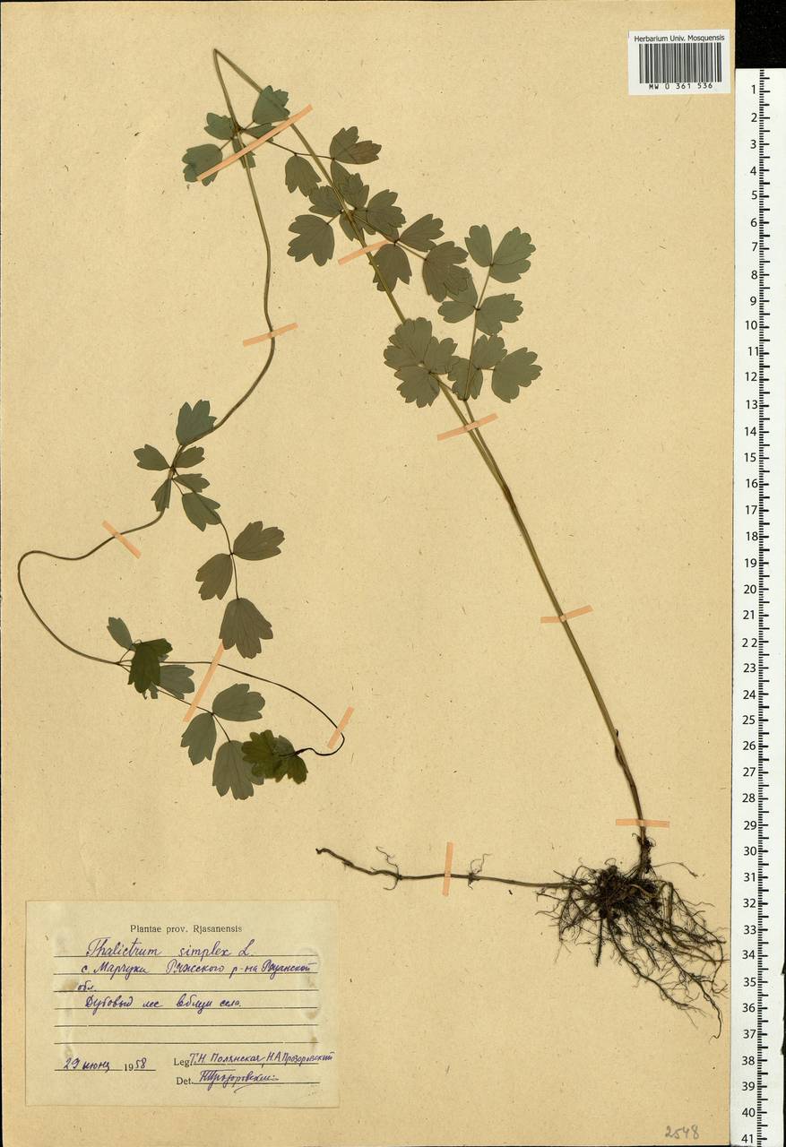 Thalictrum simplex L., Eastern Europe, Central region (E4) (Russia)