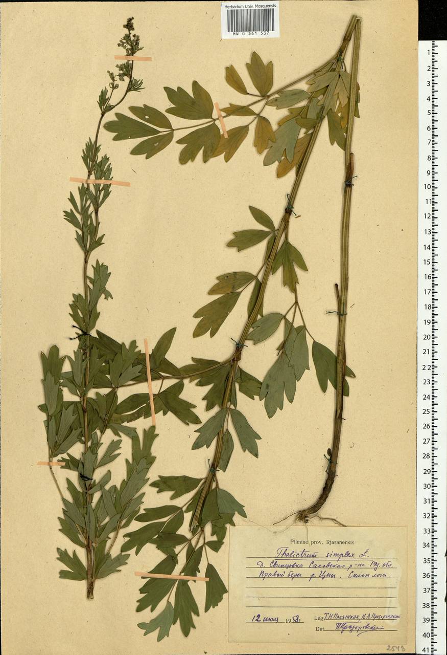 Thalictrum simplex L., Eastern Europe, Central region (E4) (Russia)