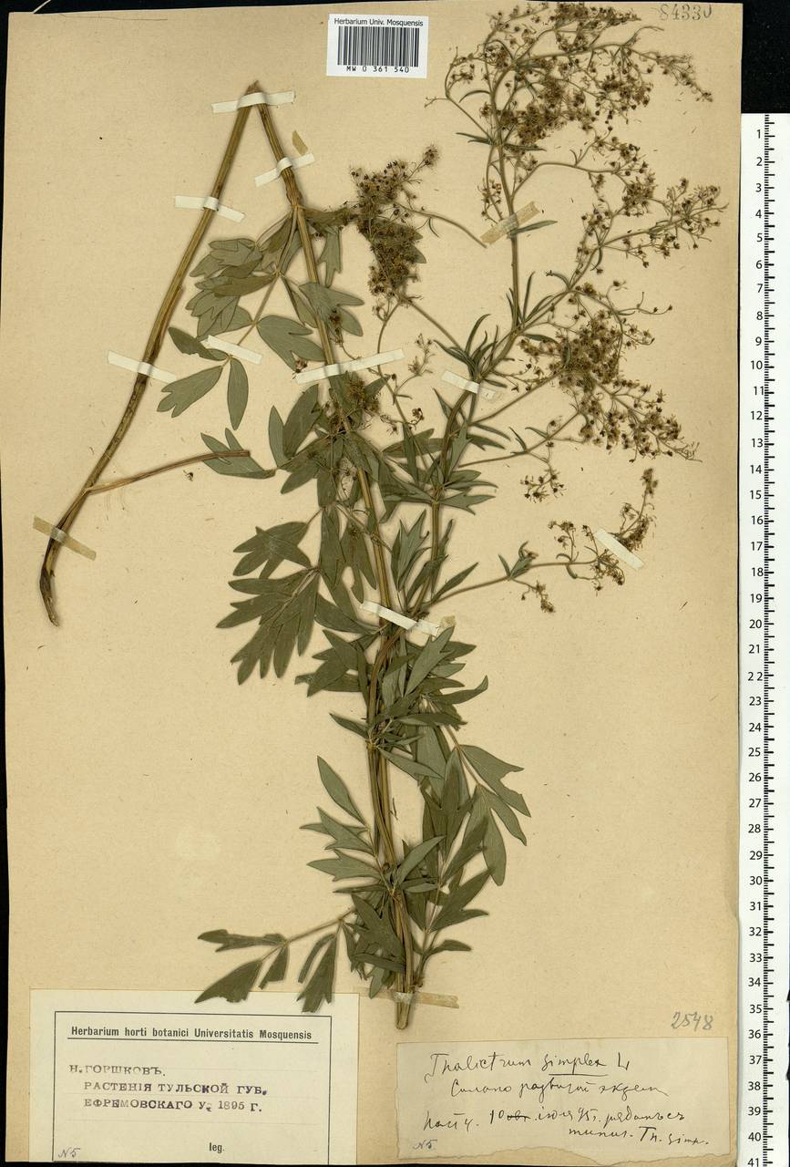 Thalictrum simplex L., Eastern Europe, Central forest-and-steppe region (E6) (Russia)