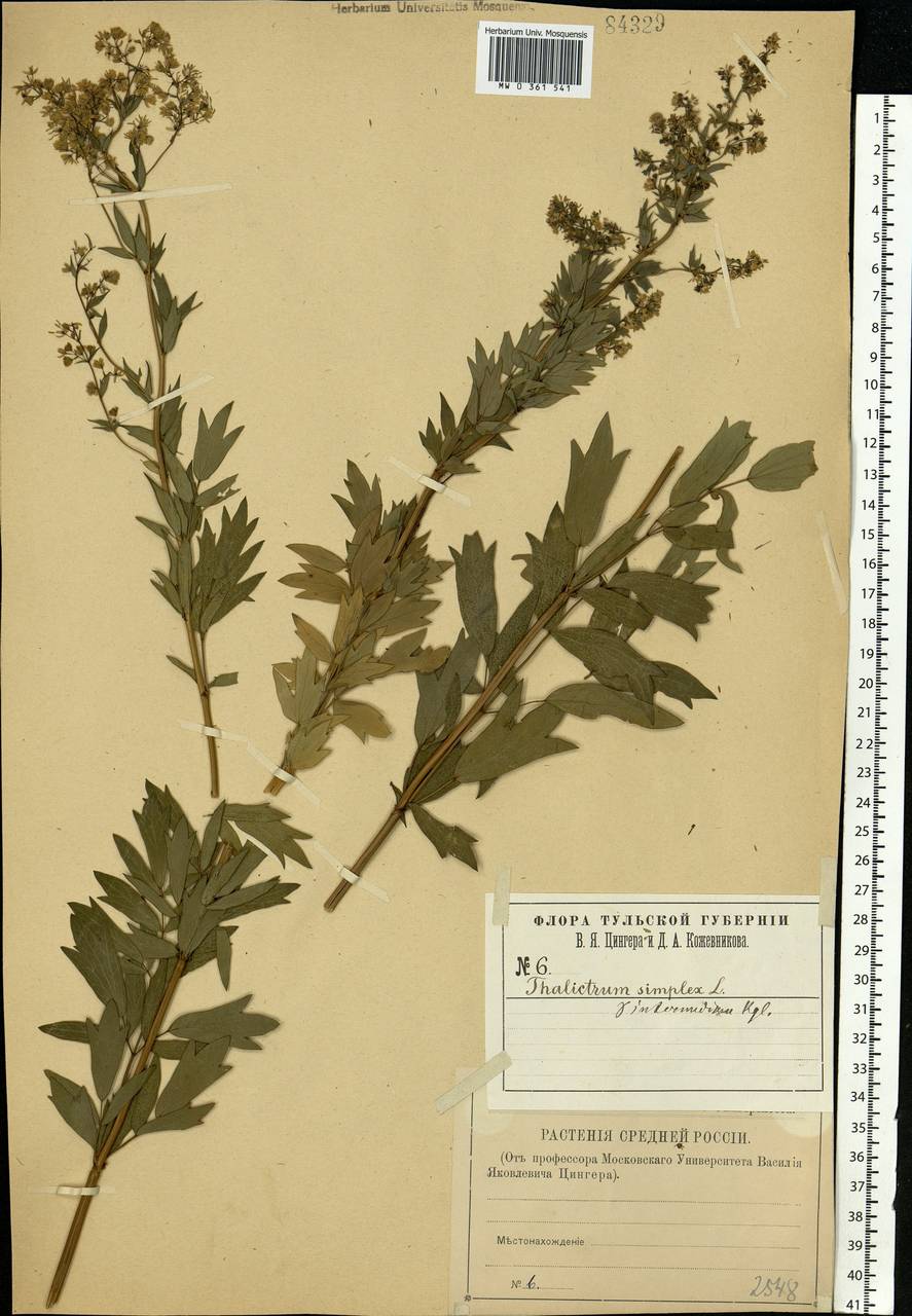 Thalictrum simplex L., Eastern Europe, Central region (E4) (Russia)