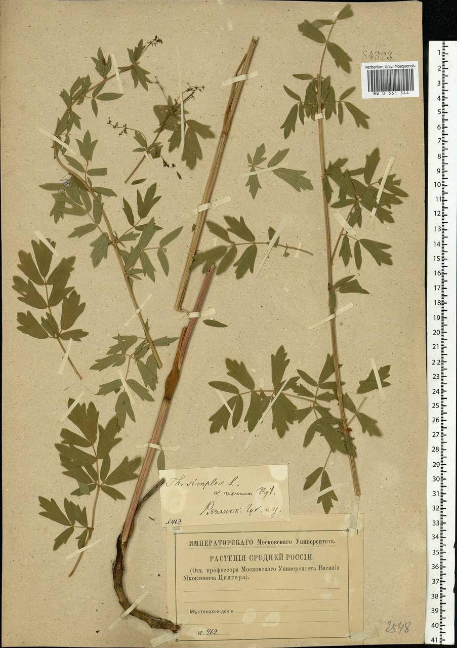 Thalictrum simplex L., Eastern Europe, Central region (E4) (Russia)