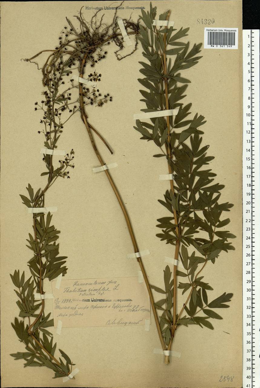 Thalictrum simplex L., Eastern Europe, Central region (E4) (Russia)