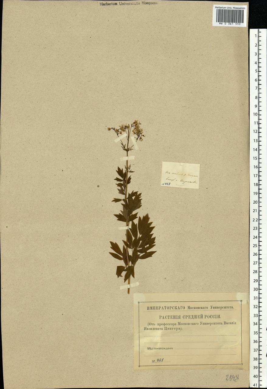 Thalictrum simplex L., Eastern Europe, Central region (E4) (Russia)