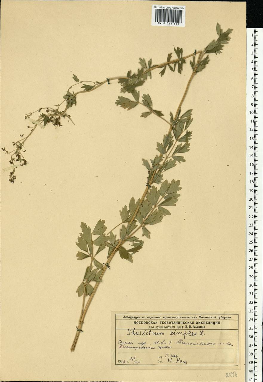Thalictrum simplex L., Eastern Europe, Moscow region (E4a) (Russia)