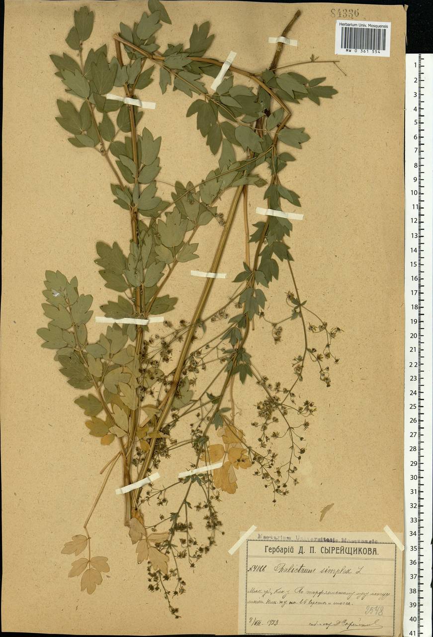 Thalictrum simplex L., Eastern Europe, Moscow region (E4a) (Russia)
