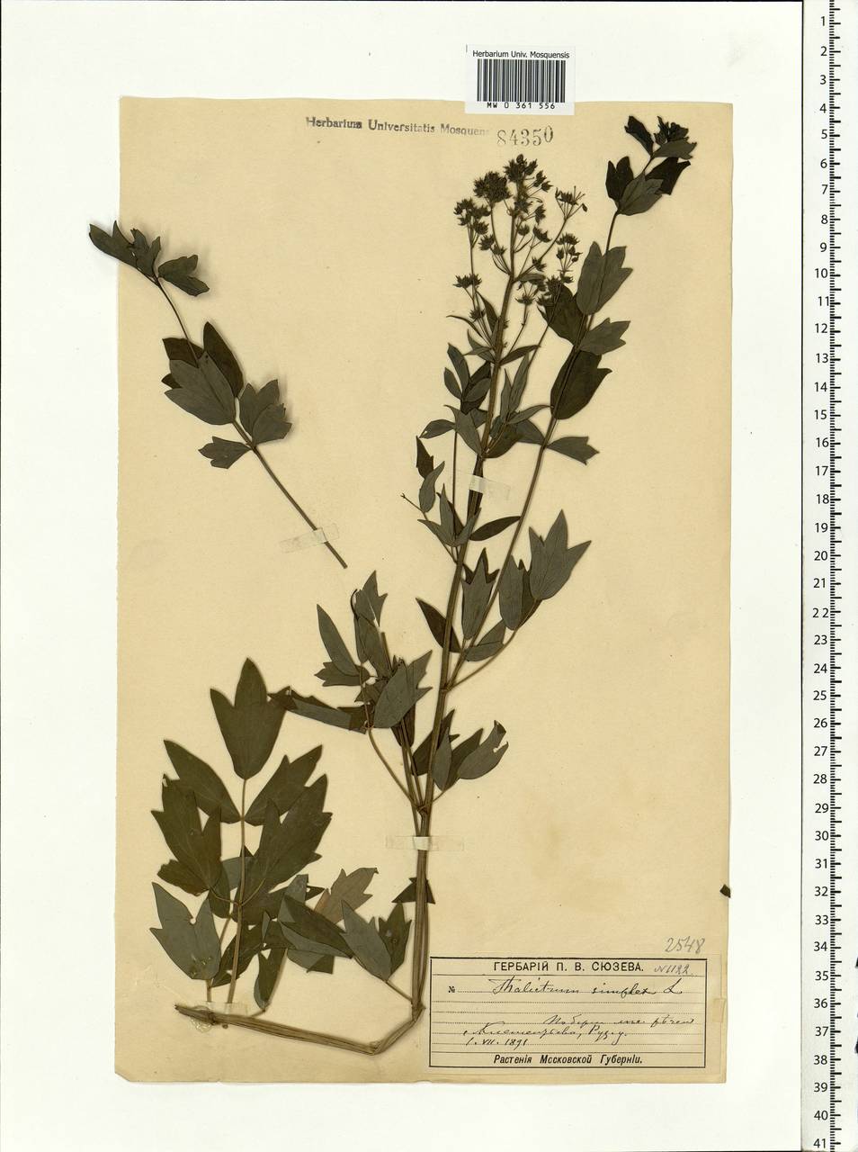 Thalictrum simplex L., Eastern Europe, Moscow region (E4a) (Russia)