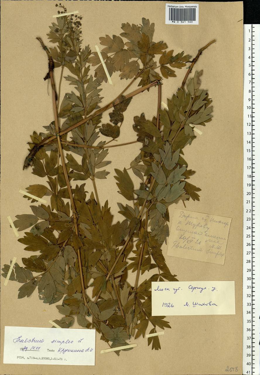 Thalictrum simplex L., Eastern Europe, Moscow region (E4a) (Russia)