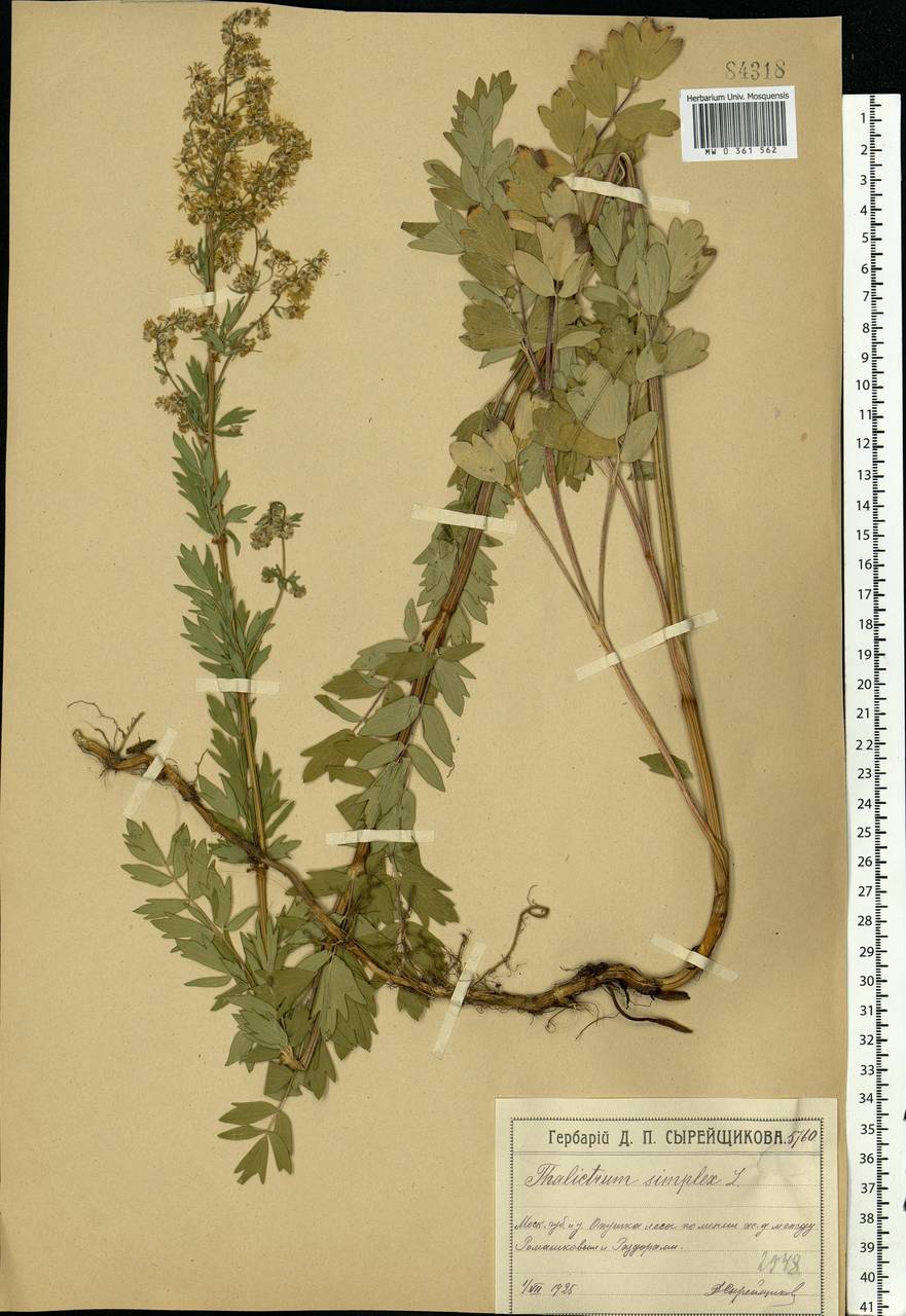Thalictrum simplex L., Eastern Europe, Moscow region (E4a) (Russia)