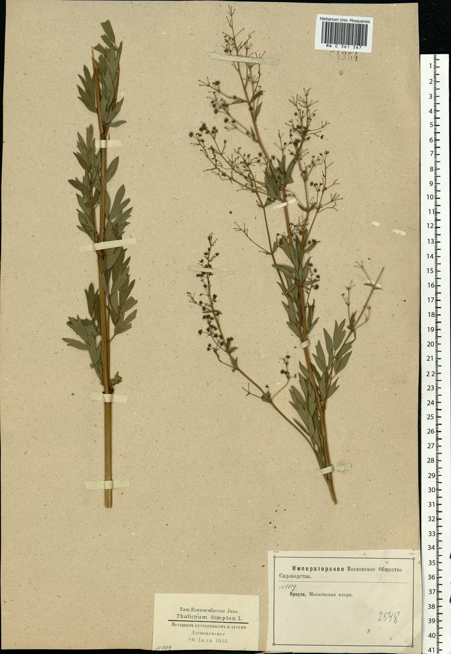 Thalictrum simplex L., Eastern Europe, Moscow region (E4a) (Russia)