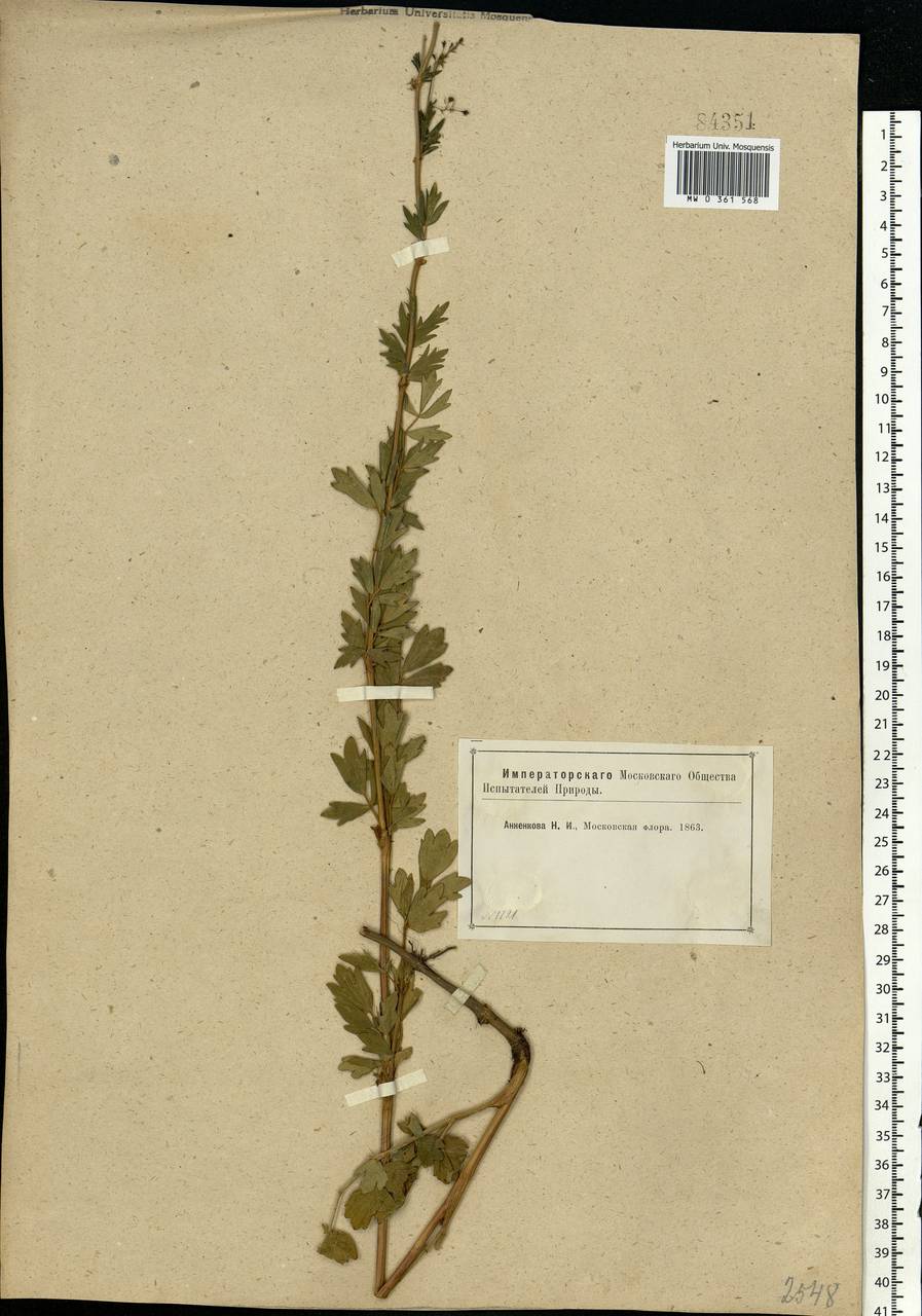 Thalictrum simplex L., Eastern Europe, Moscow region (E4a) (Russia)