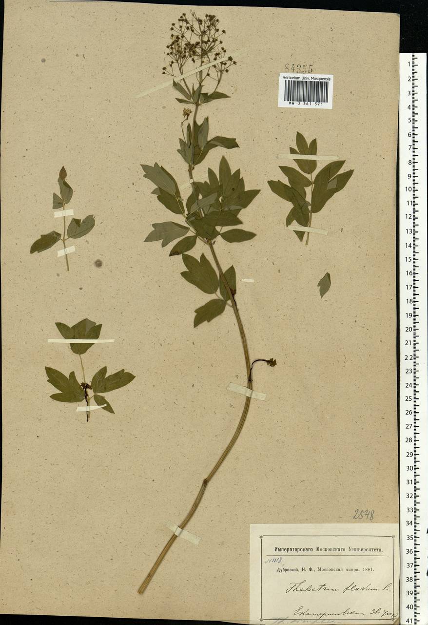 Thalictrum simplex L., Eastern Europe, Moscow region (E4a) (Russia)