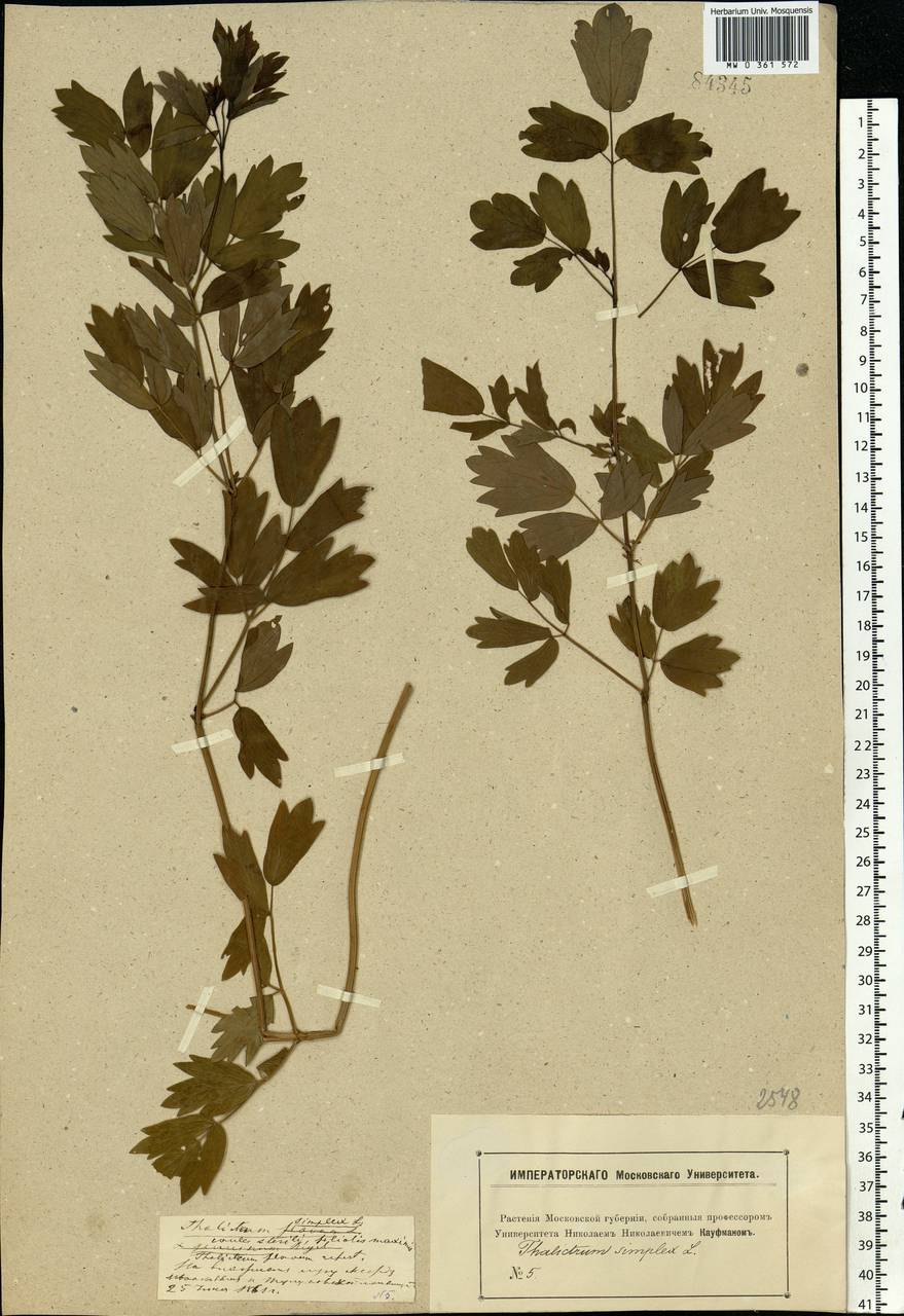 Thalictrum simplex L., Eastern Europe, Moscow region (E4a) (Russia)