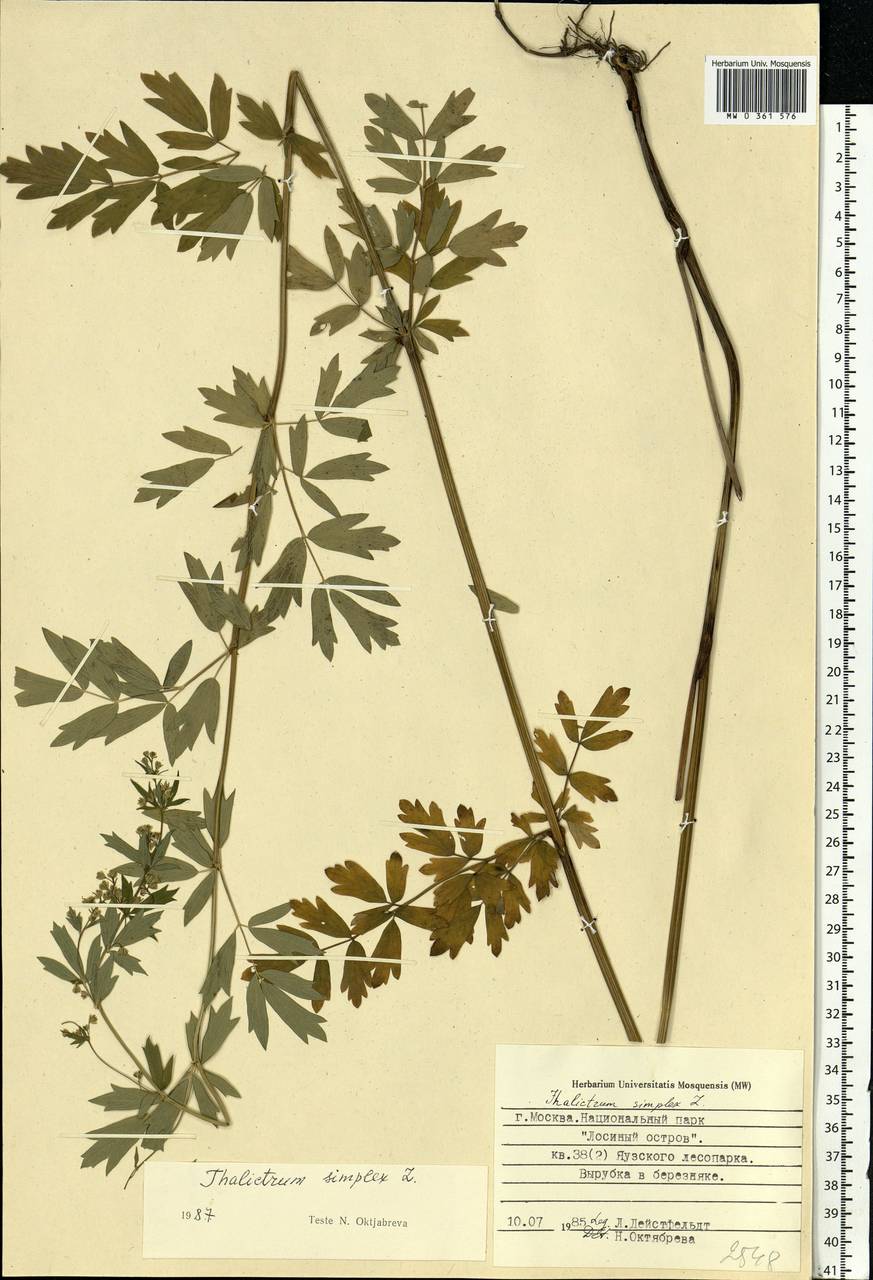Thalictrum simplex L., Eastern Europe, Moscow region (E4a) (Russia)