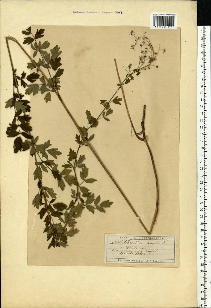 Thalictrum simplex L., Eastern Europe, Moscow region (E4a) (Russia)
