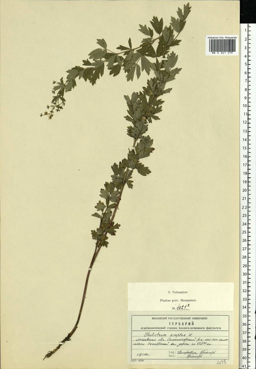 Thalictrum simplex L., Eastern Europe, Moscow region (E4a) (Russia)