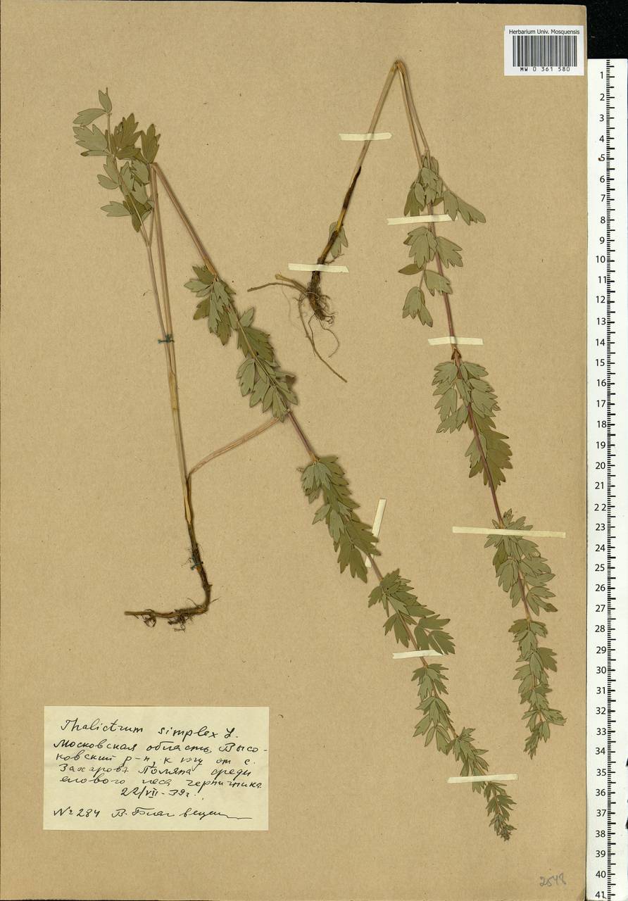 Thalictrum simplex L., Eastern Europe, Moscow region (E4a) (Russia)