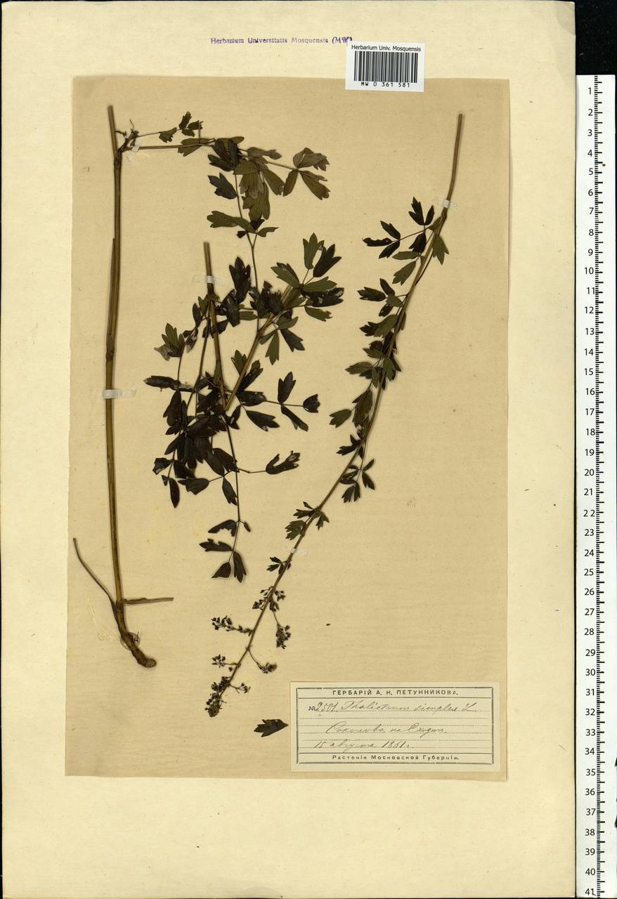 Thalictrum simplex L., Eastern Europe, Moscow region (E4a) (Russia)