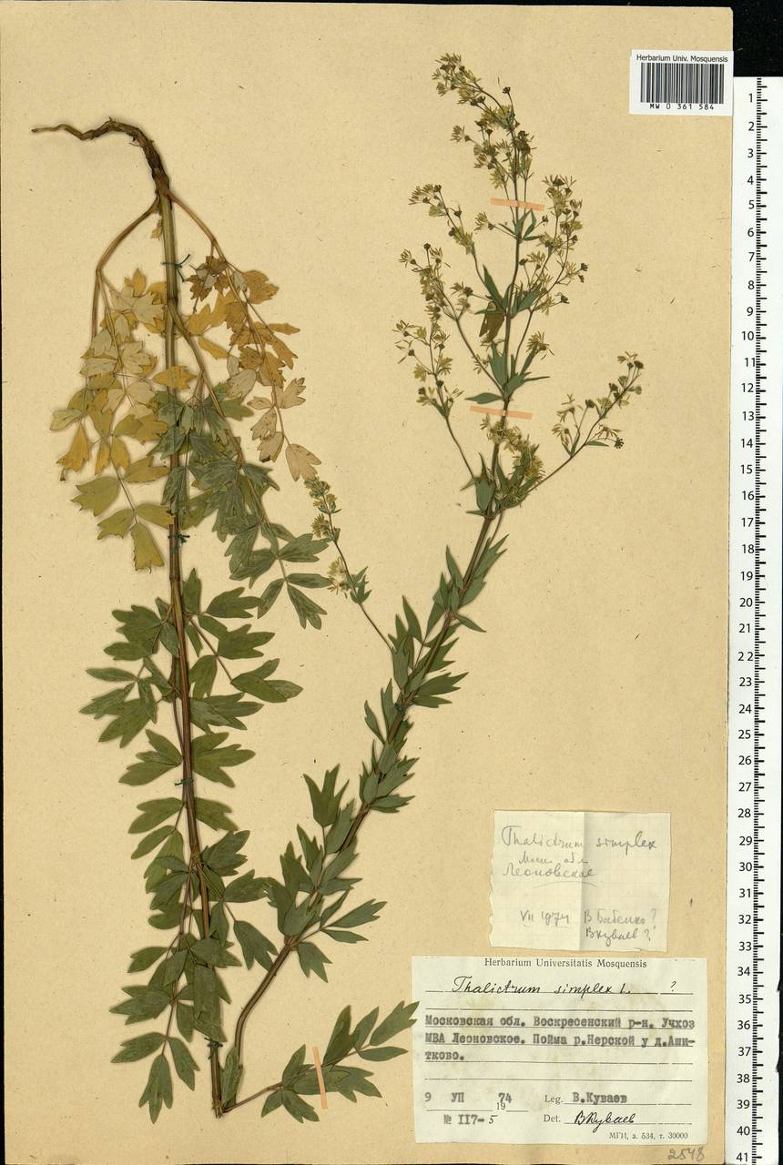 Thalictrum simplex L., Eastern Europe, Moscow region (E4a) (Russia)