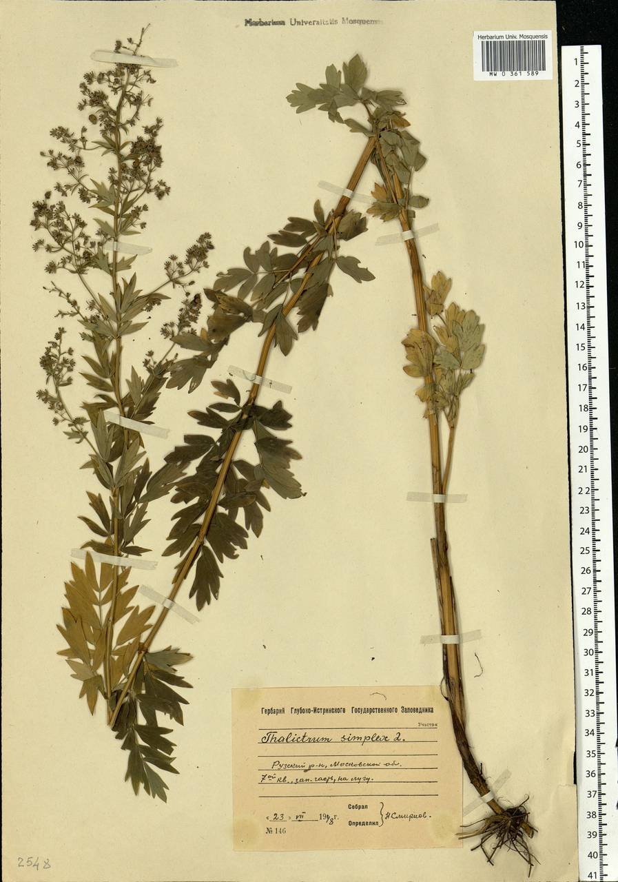 Thalictrum simplex L., Eastern Europe, Moscow region (E4a) (Russia)