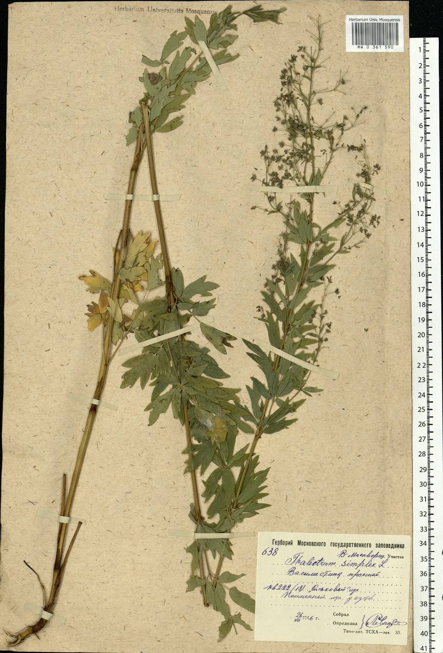 Thalictrum simplex L., Eastern Europe, Moscow region (E4a) (Russia)
