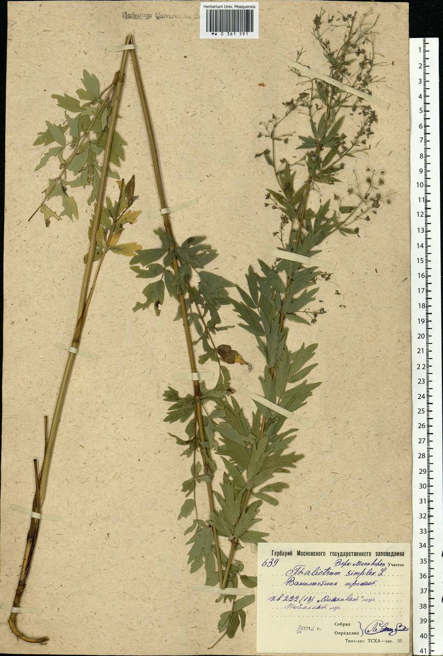 Thalictrum simplex L., Eastern Europe, Moscow region (E4a) (Russia)