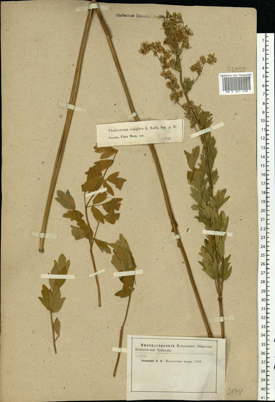 Thalictrum simplex L., Eastern Europe, Moscow region (E4a) (Russia)