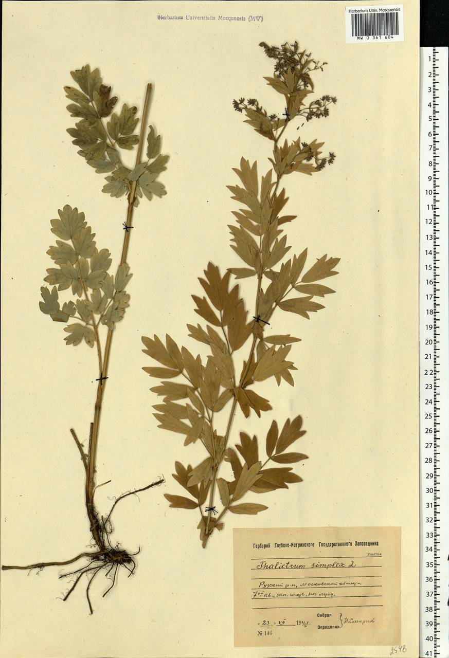 Thalictrum simplex L., Eastern Europe, Moscow region (E4a) (Russia)