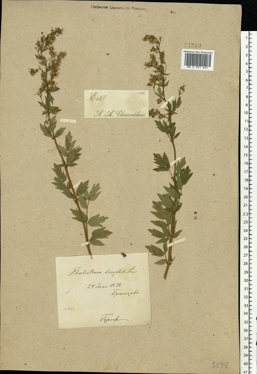 Thalictrum simplex L., Eastern Europe, Moscow region (E4a) (Russia)