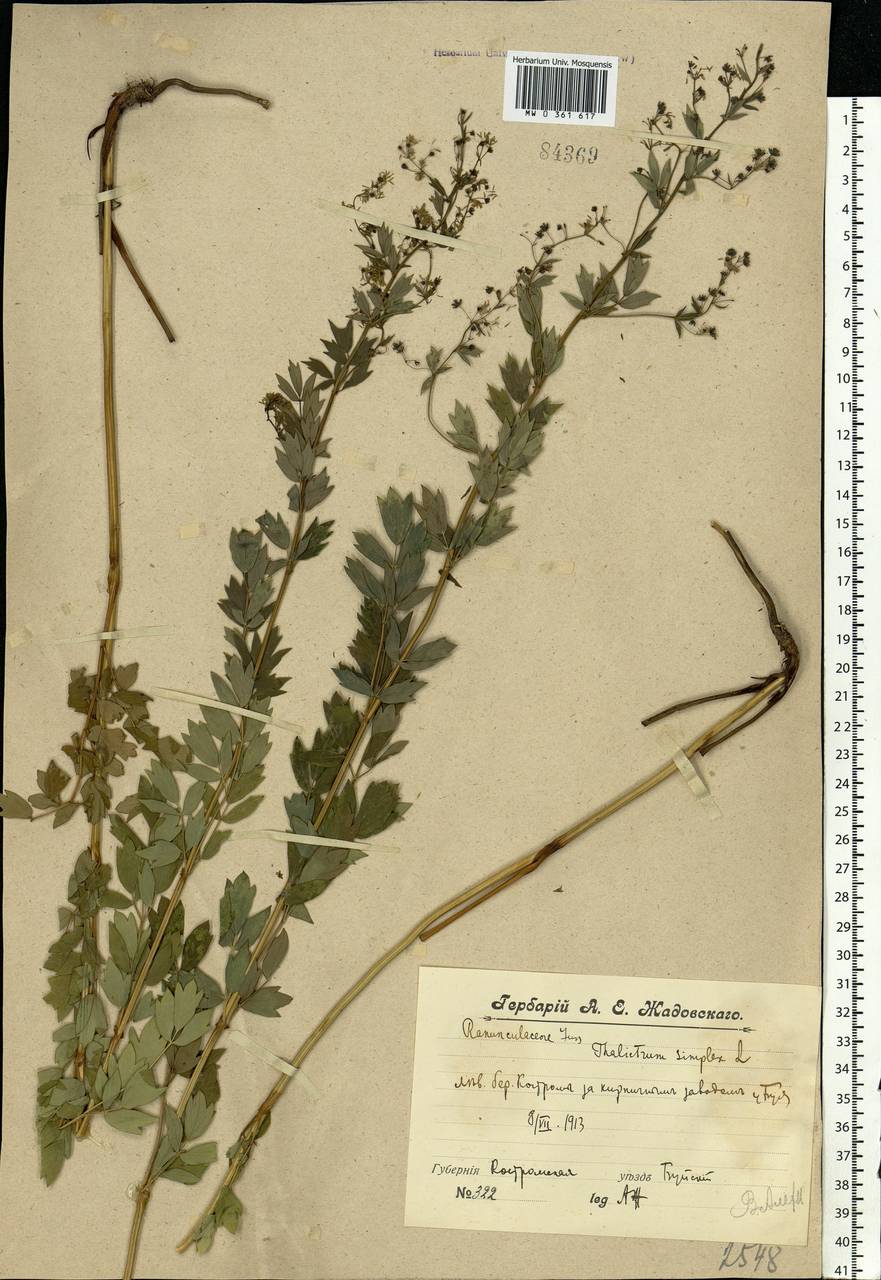 Thalictrum simplex L., Eastern Europe, Central forest region (E5) (Russia)