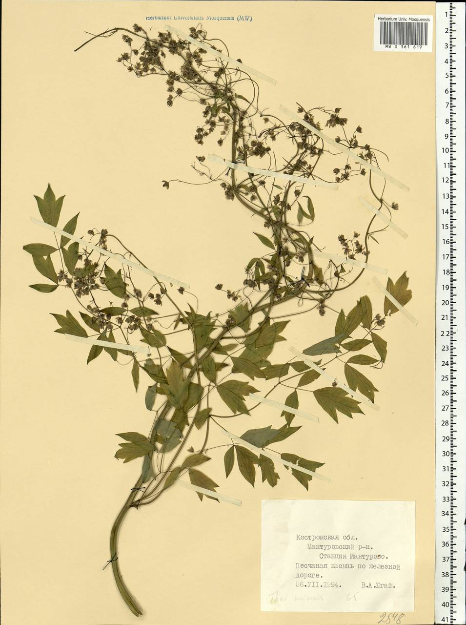 Thalictrum simplex L., Eastern Europe, Central forest region (E5) (Russia)