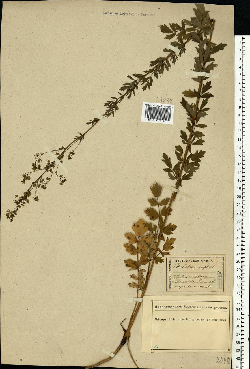 Thalictrum simplex L., Eastern Europe, Central forest region (E5) (Russia)