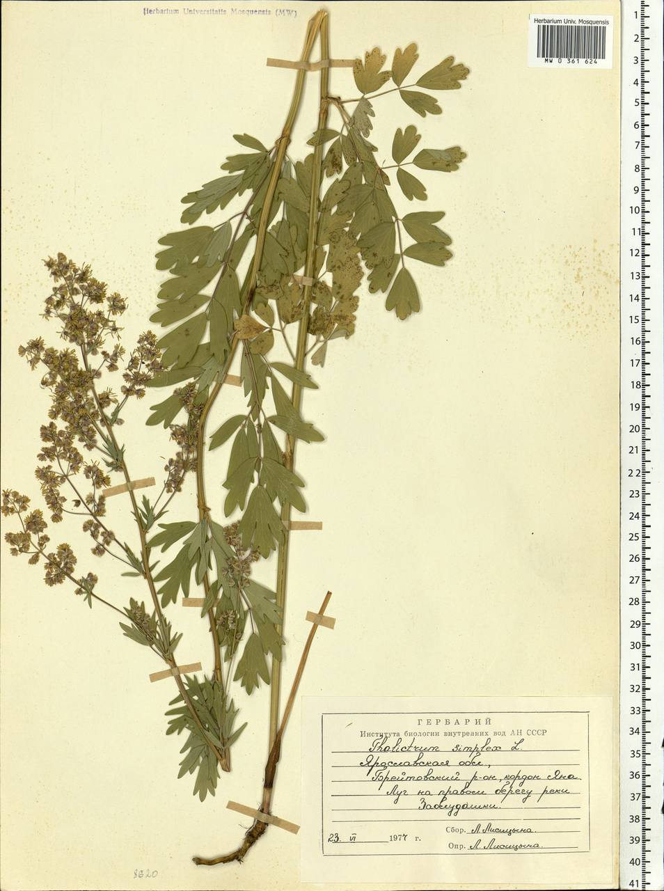 Thalictrum simplex L., Eastern Europe, Central forest region (E5) (Russia)