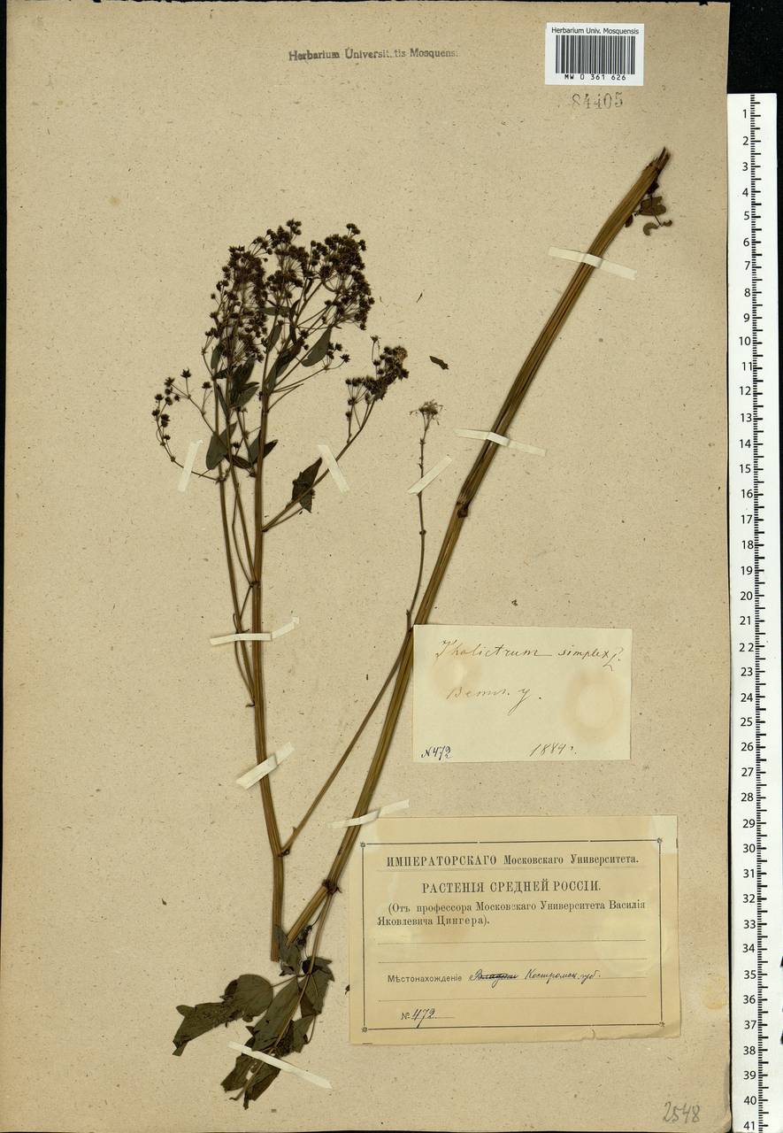 Thalictrum simplex L., Eastern Europe, Volga-Kama region (E7) (Russia)