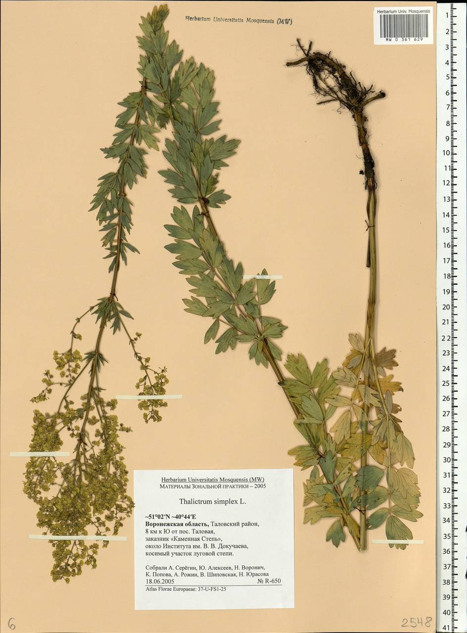 Thalictrum simplex L., Eastern Europe, Central forest-and-steppe region (E6) (Russia)