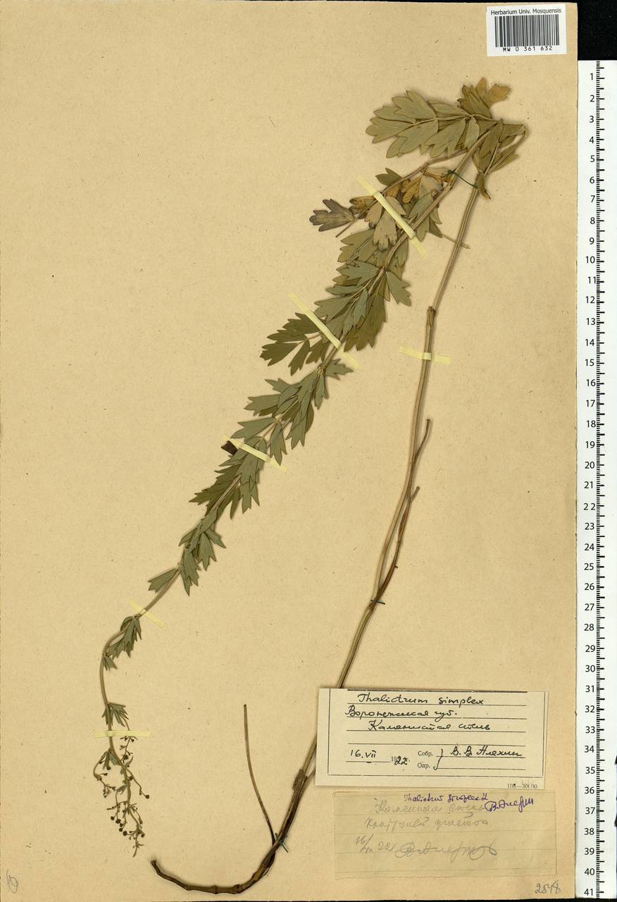 Thalictrum simplex L., Eastern Europe, Central forest-and-steppe region (E6) (Russia)