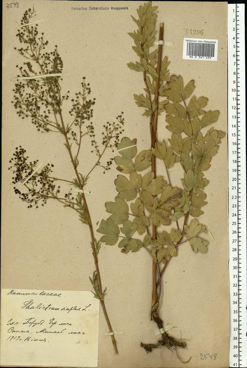 Thalictrum simplex L., Eastern Europe, Central forest-and-steppe region (E6) (Russia)