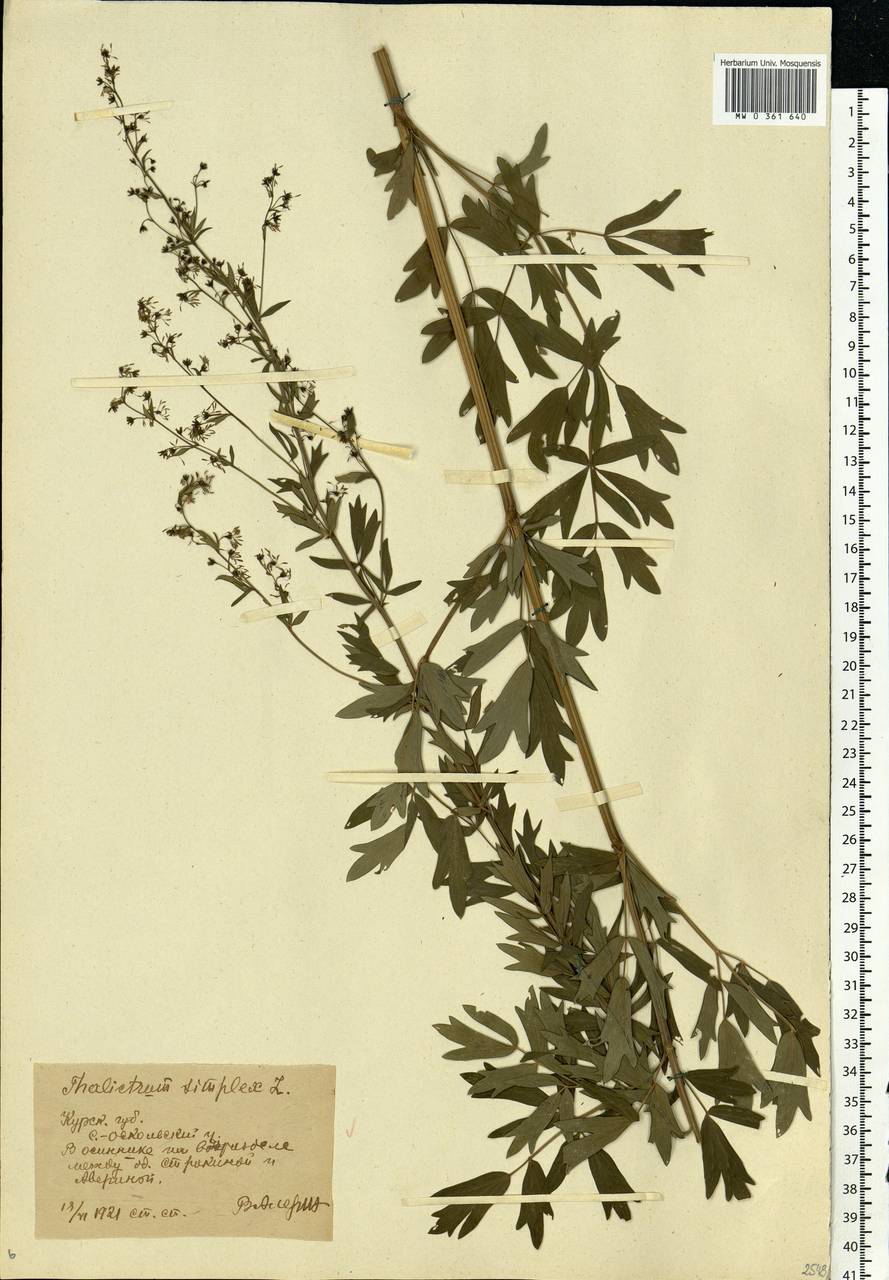 Thalictrum simplex L., Eastern Europe, Central forest-and-steppe region (E6) (Russia)