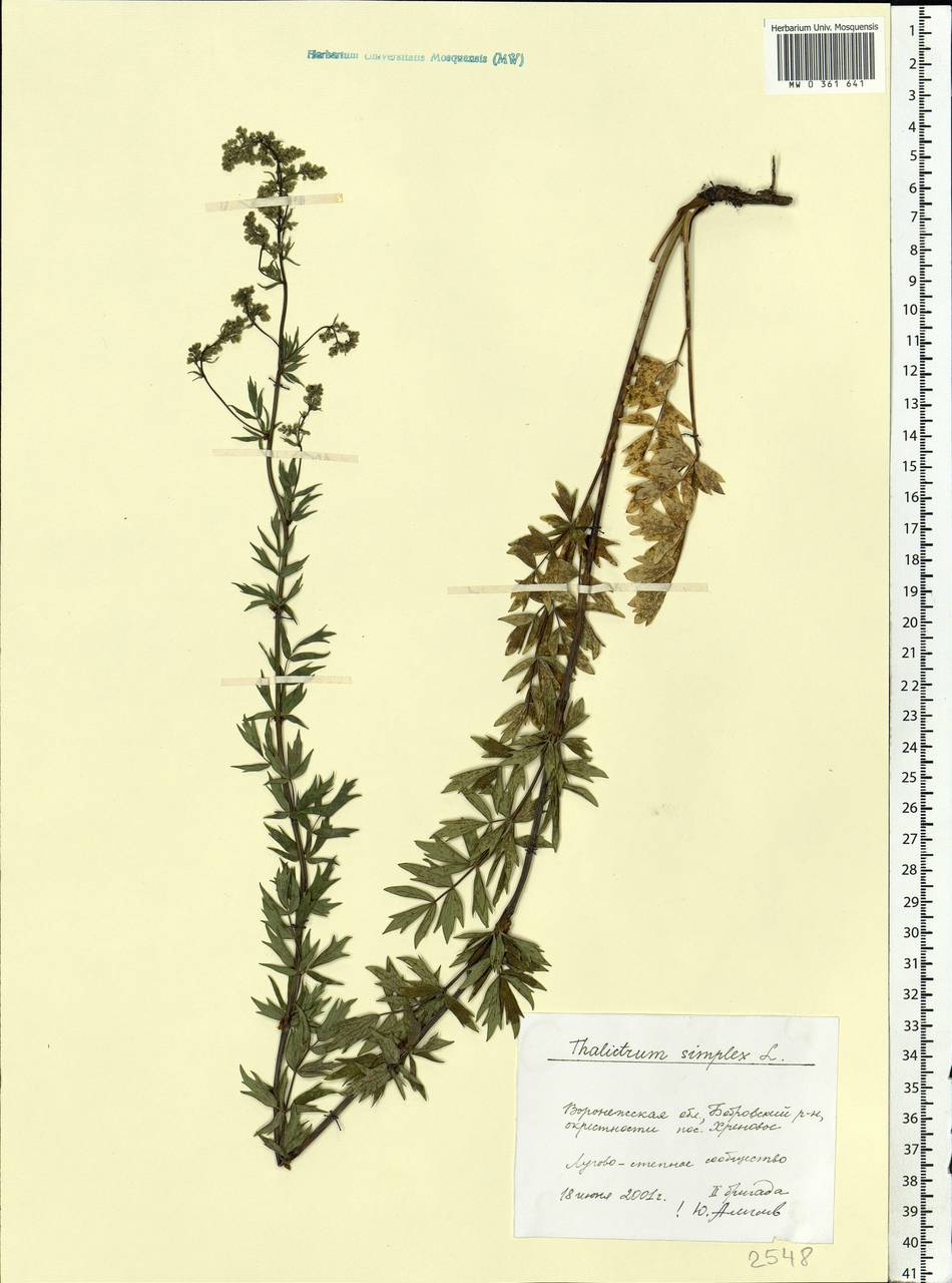 Thalictrum simplex L., Eastern Europe, Central forest-and-steppe region (E6) (Russia)