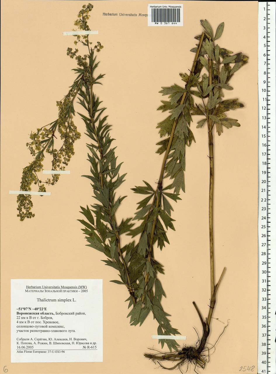 Thalictrum simplex L., Eastern Europe, Central forest-and-steppe region (E6) (Russia)