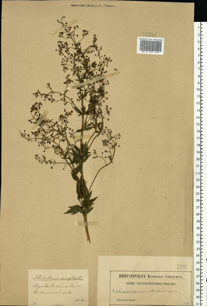 Thalictrum simplex L., Eastern Europe, Central forest-and-steppe region (E6) (Russia)