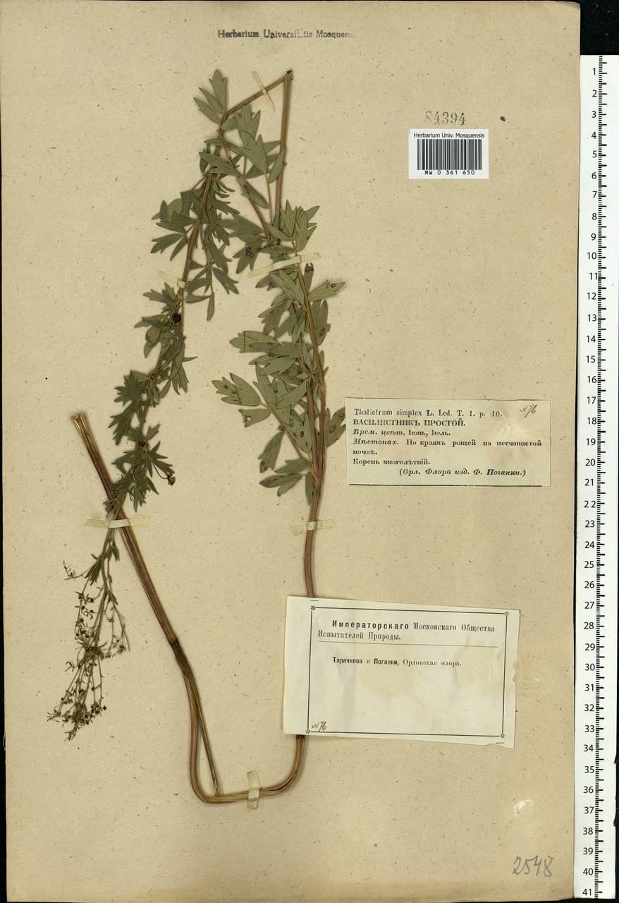 Thalictrum simplex L., Eastern Europe, Central forest-and-steppe region (E6) (Russia)