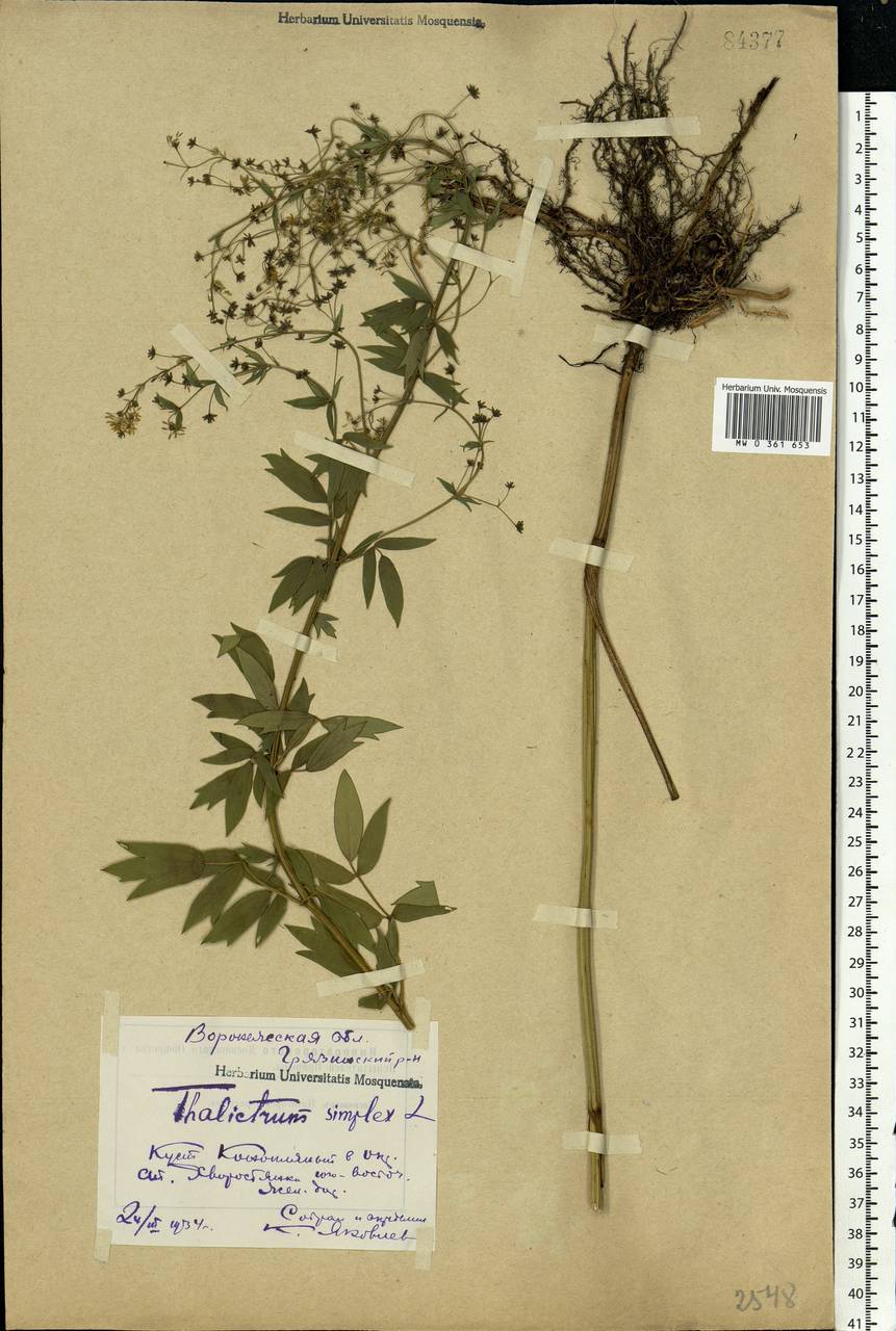 Thalictrum simplex L., Eastern Europe, Central forest-and-steppe region (E6) (Russia)